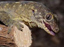 Rhacodactylus tr. trachycephalus